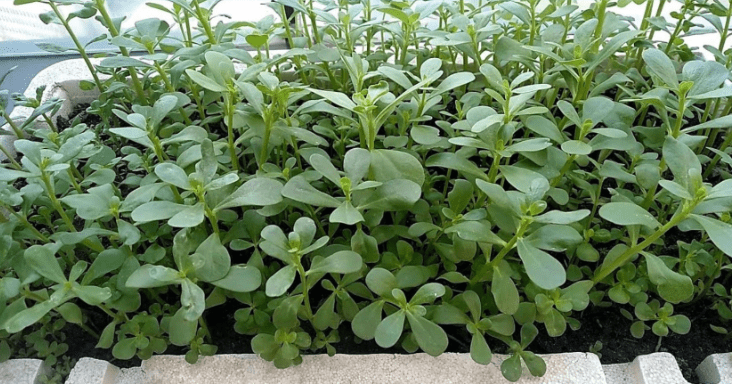 I vantaggi della portulaca