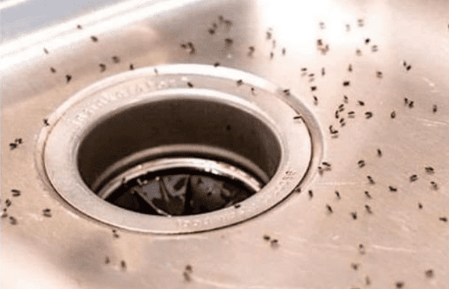 7 consigli naturali per liberarsi dei moscerini in cucina