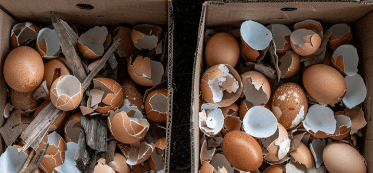 Stai sbagliando tutto. Ecco il modo giusto per usare i gusci d'uovo come fertilizzante.