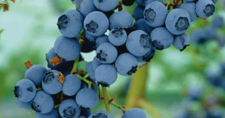 L'arte di coltivare i mirtilli: dall'orto alla tavola