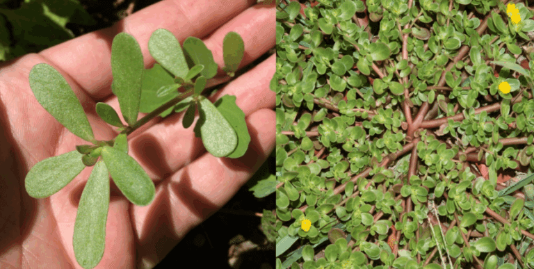 La portulaca è più saporita della carne! I vicini turchi mi hanno insegnato a cucinare questa "erba" salutare.