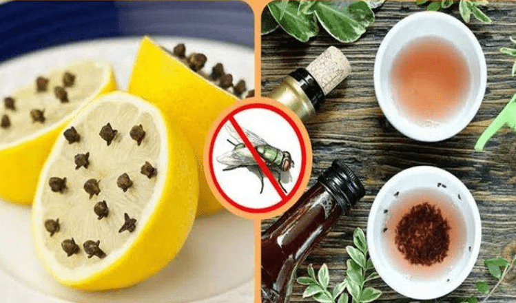 Trasforma la tua casa in un paradiso profumato tenendo lontane per sempre le zanzare con questo semplice rimedio!