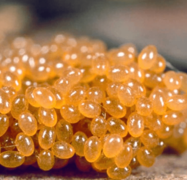 Sembrano così innocui