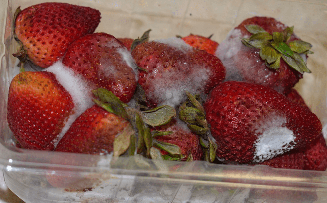 Dal freezer al barattolo di vetro: i 5 modi alternativi per conservare le fragole