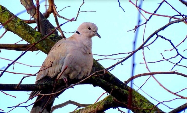 Tortora vicino casa: il significato spirituale e i motivi per cui si avvicina