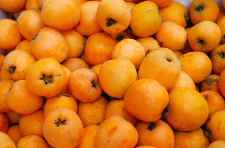 Come coltivare le nespole dal nocciolo: guida facile passo passo