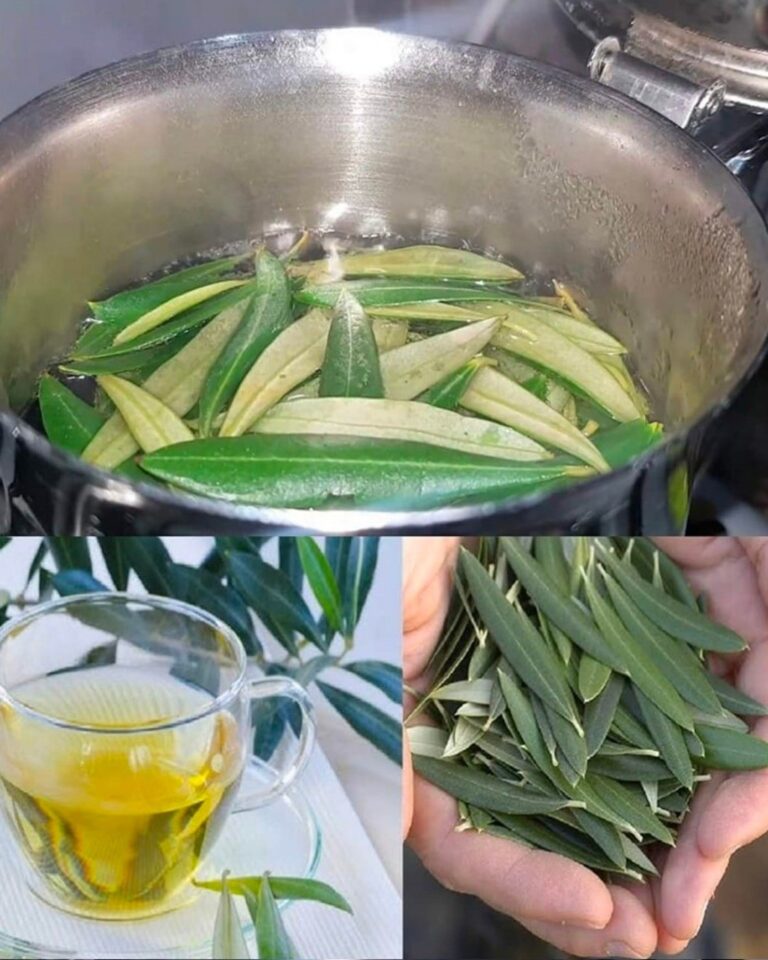 Tutti i benefici delle olive e delle loro foglie: come riutilizzarle