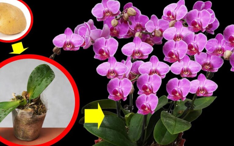 Come far rifiorire l’orchidea