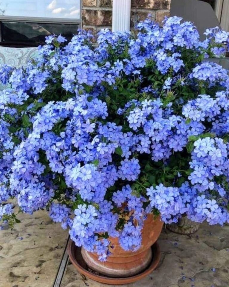 Dal rinvaso alla potatura: come coltivare il plumbago in 10 efficaci mosse