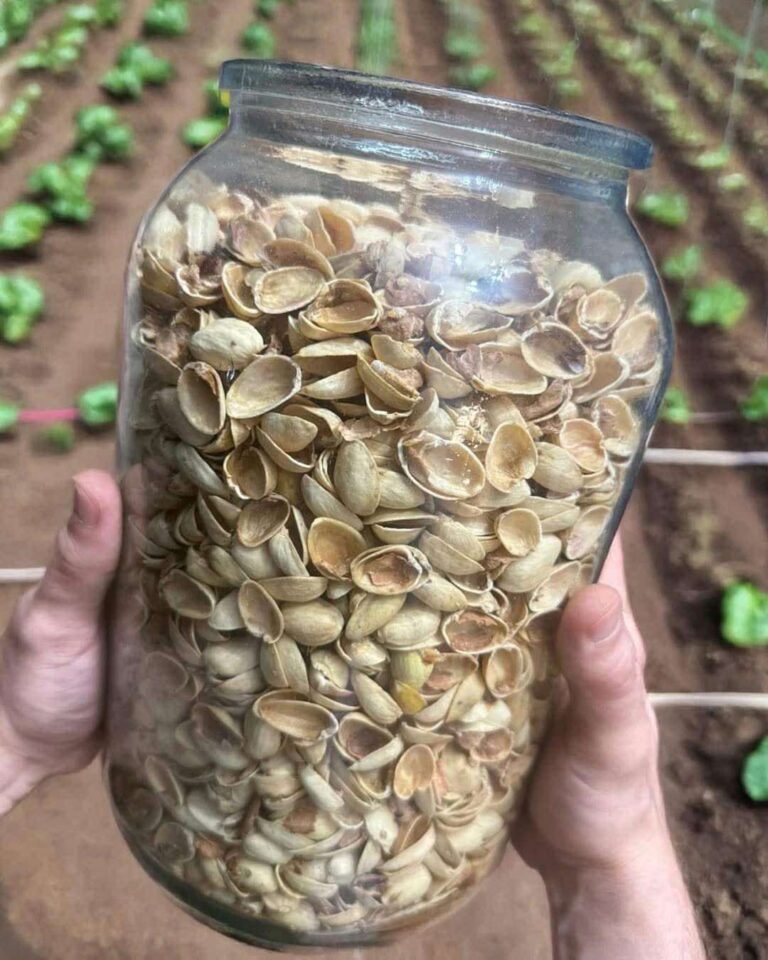 Come riutilizzare i gusci di pistacchio: l’idea di riciclo utile per la casa