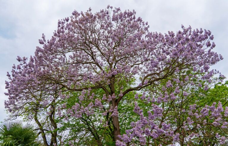 Paulownia: tutti i segreti sulla coltivazione dell’albero che cresce in tempi record e combatte l’inquinamento