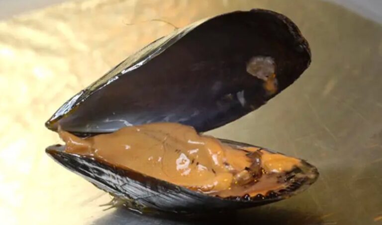 Perché le cozze non vanno mangiate nei mesi con la “R”