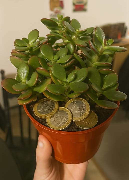 Questa pianta attrae fortuna e ricchezza nelle nostre case: ecco come va posizionata