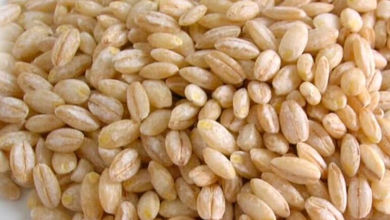 Alla scoperta delle proprietà dell’orzo, uno dei cereali più ricchi di storia e di virtù