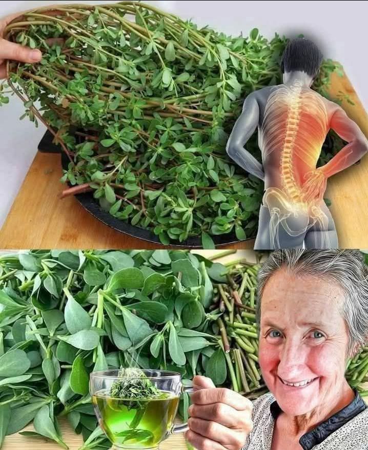 La foglia che uccide il cancro di cui i tuoi medici non ti parlano: la scoperta segreta di Barbara O'Neill