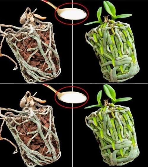 Basta un cucchiaio e l'orchidea secca riempirà il vaso di nuove radici verdi