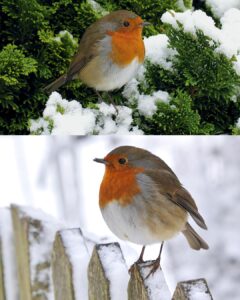 Come attirare il pettirosso nel tuo giardino: guida completa per un paradiso per uccelli