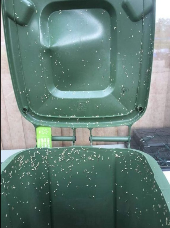 Come sbarazzarsi dei vermi nel bidone della spazzatura: metodi efficaci e prevenzione