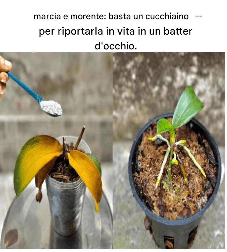 Un'orchidea marcia e morente: basta un cucchiaino per riportarla in vita in un batter d'occhio.