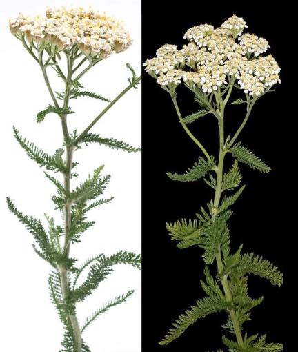 Achillea – un alleato naturale della salute e della bellezza