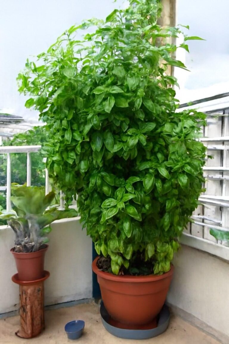 Perché la pianta di basilico secca e come tenerla sempre fresca