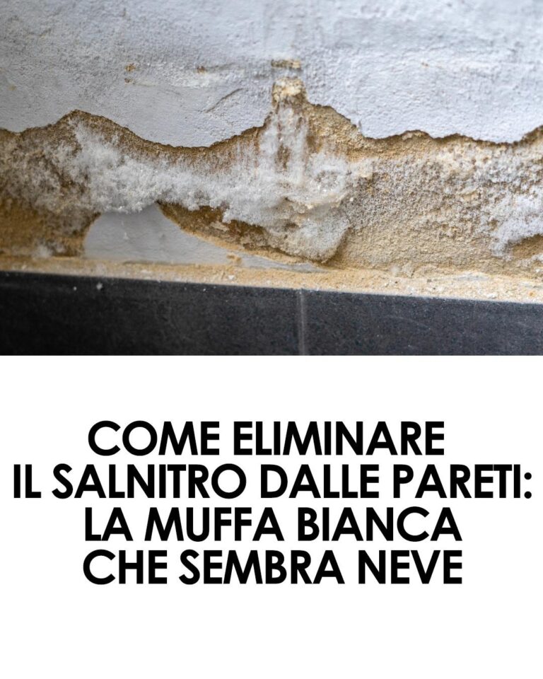 Muffa bianca sui muri: perché si forma e come eliminarla