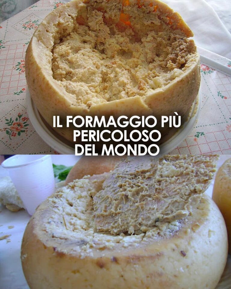 Casu Marzu: il formaggio più pericoloso al mondo? Ecco cosa c’è da sapere