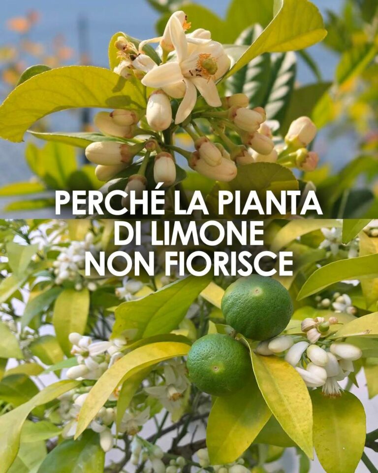 Perché la Pianta di Limoni Non Fiorisce: Tutte le Cause e le Soluzioni