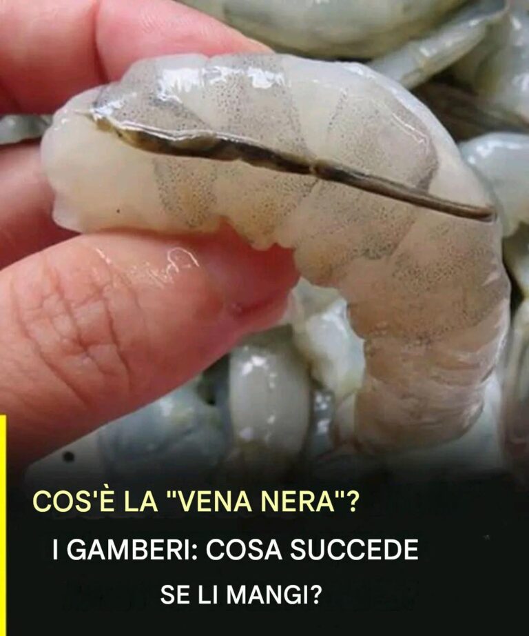 Qual è in realtà la vena del gambero...